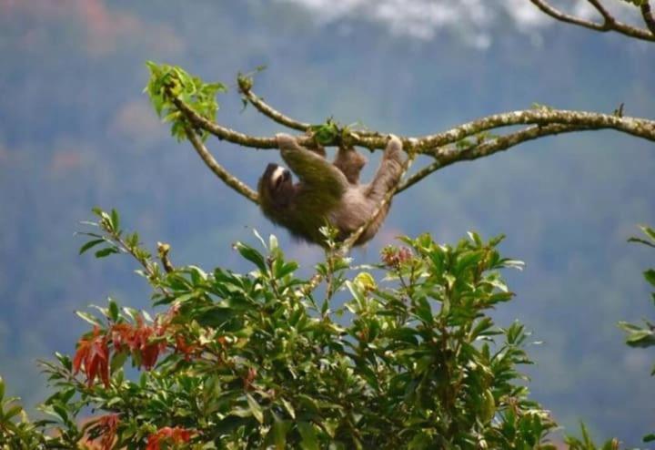 Vila Casa De Bambu Turrialba Exteriér fotografie